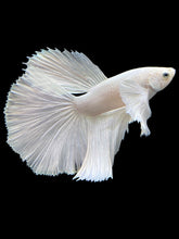 Load image into Gallery viewer, Male Halfmoon - White Platinum Dumbo #119 - Live Betta Fish
