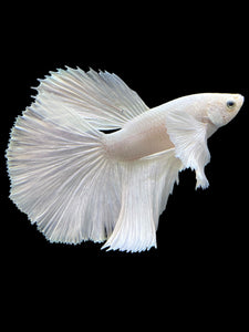 Male Halfmoon - White Platinum Dumbo #119 - Live Betta Fish