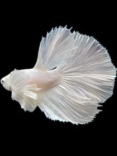 Load image into Gallery viewer, Male Halfmoon - White Platinum Dumbo #119 - Live Betta Fish
