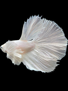 Male Halfmoon - White Platinum Dumbo #119 - Live Betta Fish