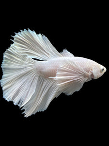 Male Halfmoon - White Platinum Dumbo #119 - Live Betta Fish