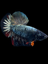 Load image into Gallery viewer, Male Halfmoon Plakat - Gold Avatar #1200 - Live Betta Fish
