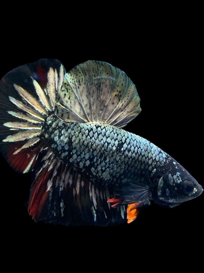 Male Halfmoon Plakat - Gold Avatar #1200 - Live Betta Fish