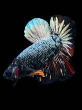 Load image into Gallery viewer, Male Halfmoon Plakat - Gold Avatar #1200 - Live Betta Fish
