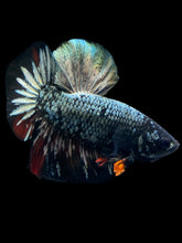 Load image into Gallery viewer, Male Halfmoon Plakat - Gold Avatar #1200 - Live Betta Fish
