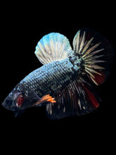 Load image into Gallery viewer, Male Halfmoon Plakat - Gold Avatar #1200 - Live Betta Fish
