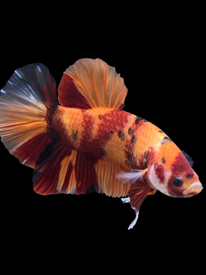 GIANT Male Halfmoon Plakat - Nemo #1201 - Live Betta Fish