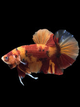 Load image into Gallery viewer, GIANT Male Halfmoon Plakat - Nemo #1201 - Live Betta Fish

