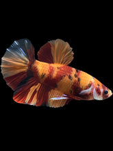 Load image into Gallery viewer, GIANT Male Halfmoon Plakat - Nemo #1201 - Live Betta Fish
