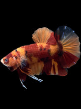 Load image into Gallery viewer, GIANT Male Halfmoon Plakat - Nemo #1201 - Live Betta Fish

