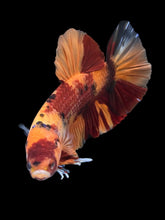 Load image into Gallery viewer, GIANT Male Halfmoon Plakat - Nemo #1201 - Live Betta Fish
