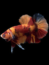 Load image into Gallery viewer, GIANT Male Halfmoon Plakat - Nemo #1201 - Live Betta Fish
