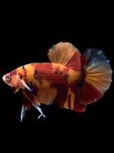 Load image into Gallery viewer, GIANT Male Halfmoon Plakat - Nemo #1201 - Live Betta Fish
