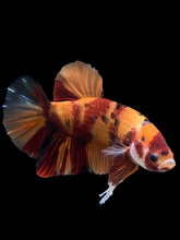 Load image into Gallery viewer, GIANT Male Halfmoon Plakat - Nemo #1201 - Live Betta Fish
