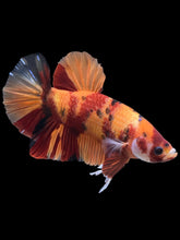 Load image into Gallery viewer, GIANT Male Halfmoon Plakat - Nemo #1201 - Live Betta Fish
