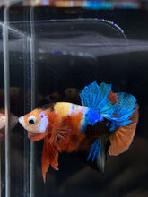 Load image into Gallery viewer, Male Halfmoon Plakat - Candy #1204 - Live Betta Fish
