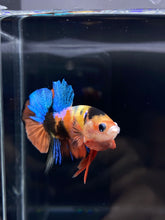 Load image into Gallery viewer, Male Halfmoon Plakat - Candy #1204 - Live Betta Fish
