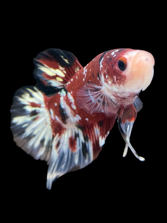 GIANT Male Halfmoon Plakat - Red Koi Copper #1207 - Live Betta Fish