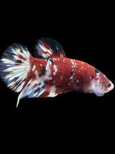 Load image into Gallery viewer, GIANT Male Halfmoon Plakat - Red Koi Copper #1207 - Live Betta Fish
