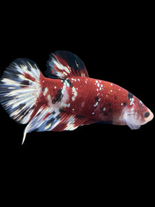 GIANT Male Halfmoon Plakat - Red Koi Copper #1207 - Live Betta Fish