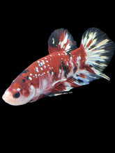 Load image into Gallery viewer, GIANT Male Halfmoon Plakat - Red Koi Copper #1207 - Live Betta Fish
