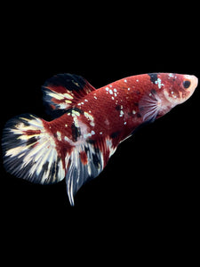 GIANT Male Halfmoon Plakat - Red Koi Copper #1207 - Live Betta Fish