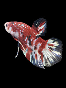 GIANT Male Halfmoon Plakat - Red Koi Copper #1207 - Live Betta Fish