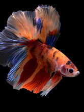 Load image into Gallery viewer, Male Halfmoon - Galaxy #120 - Live Betta Fish
