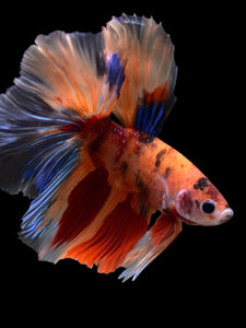 Male Halfmoon - Galaxy #120 - Live Betta Fish