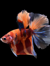 Load image into Gallery viewer, Male Halfmoon - Galaxy #120 - Live Betta Fish
