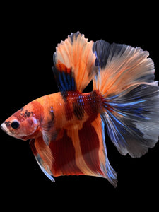 Male Halfmoon - Galaxy #120 - Live Betta Fish