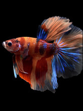 Load image into Gallery viewer, Male Halfmoon - Galaxy #120 - Live Betta Fish
