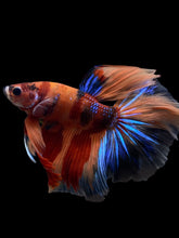 Load image into Gallery viewer, Male Halfmoon - Galaxy #120 - Live Betta Fish
