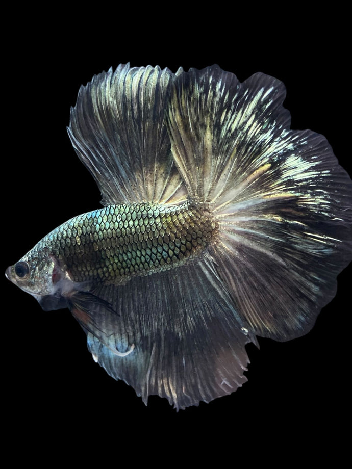 Male Halfmoon - Copper #1211 - Live Betta Fish