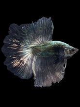 Load image into Gallery viewer, Male Halfmoon - Copper #1211 - Live Betta Fish

