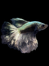 Load image into Gallery viewer, Male Halfmoon - Copper #1211 - Live Betta Fish
