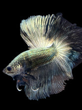 Load image into Gallery viewer, Male Halfmoon - Copper #1211 - Live Betta Fish
