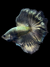 Load image into Gallery viewer, Male Halfmoon - Copper #1211 - Live Betta Fish

