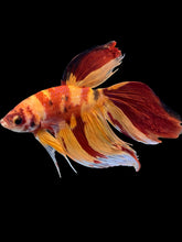 Load image into Gallery viewer, Male Veiltail - Nemo #1213 - Live Betta Fish
