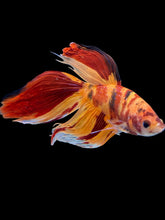 Load image into Gallery viewer, Male Veiltail - Nemo #1213 - Live Betta Fish
