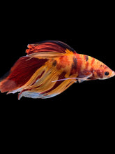 Load image into Gallery viewer, Male Veiltail - Nemo #1213 - Live Betta Fish
