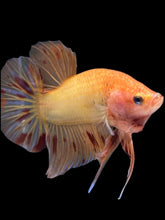 Load image into Gallery viewer, Male Halfmoon Plakat - Vanda #1214 - Live Betta Fish
