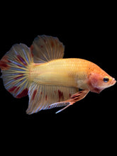 Load image into Gallery viewer, Male Halfmoon Plakat - Vanda #1214 - Live Betta Fish
