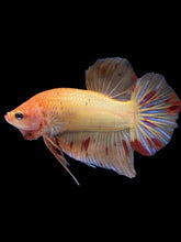 Load image into Gallery viewer, Male Halfmoon Plakat - Vanda #1214 - Live Betta Fish
