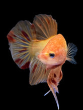 Load image into Gallery viewer, Male Halfmoon Plakat - Vanda #1214 - Live Betta Fish
