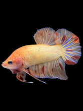 Load image into Gallery viewer, Male Halfmoon Plakat - Vanda #1214 - Live Betta Fish
