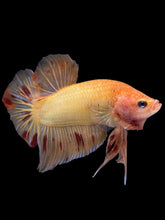 Load image into Gallery viewer, Male Halfmoon Plakat - Vanda #1214 - Live Betta Fish
