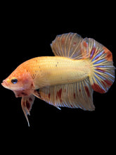 Load image into Gallery viewer, Male Halfmoon Plakat - Vanda #1214 - Live Betta Fish
