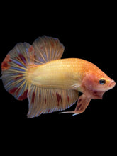 Load image into Gallery viewer, Male Halfmoon Plakat - Vanda #1214 - Live Betta Fish
