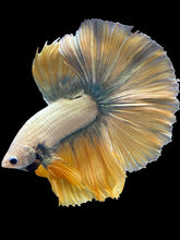 Load image into Gallery viewer, Male Halfmoon - Fancy Gold #1215 - Live Betta Fish
